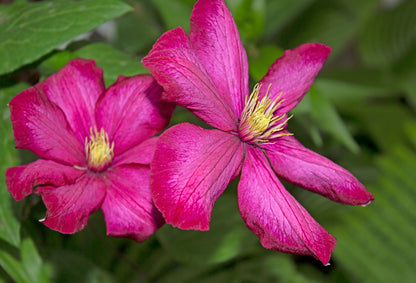 Clematis 'Ville de Lyon' (Bosrank)