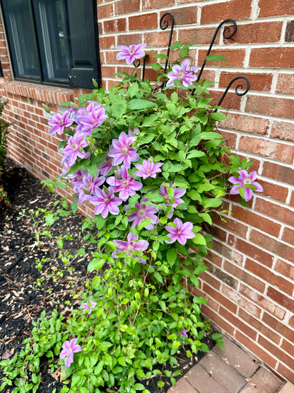 Clematis 'Nelly Moser' (Bosrank)