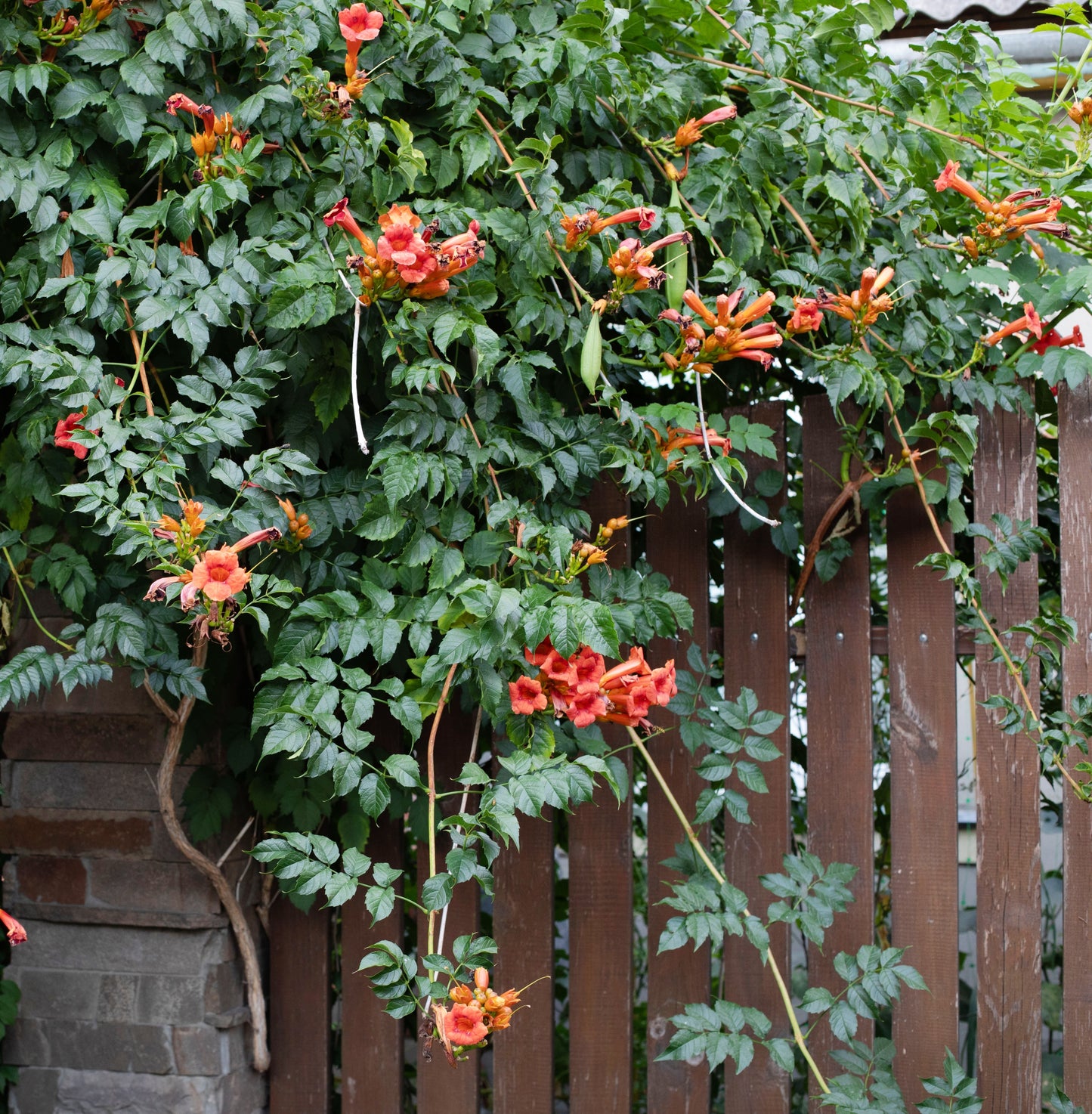 Campsis radicans (Trompetbloem)