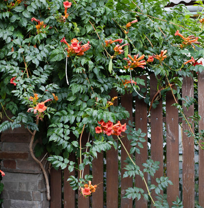 Campsis radicans (Trompetbloem)
