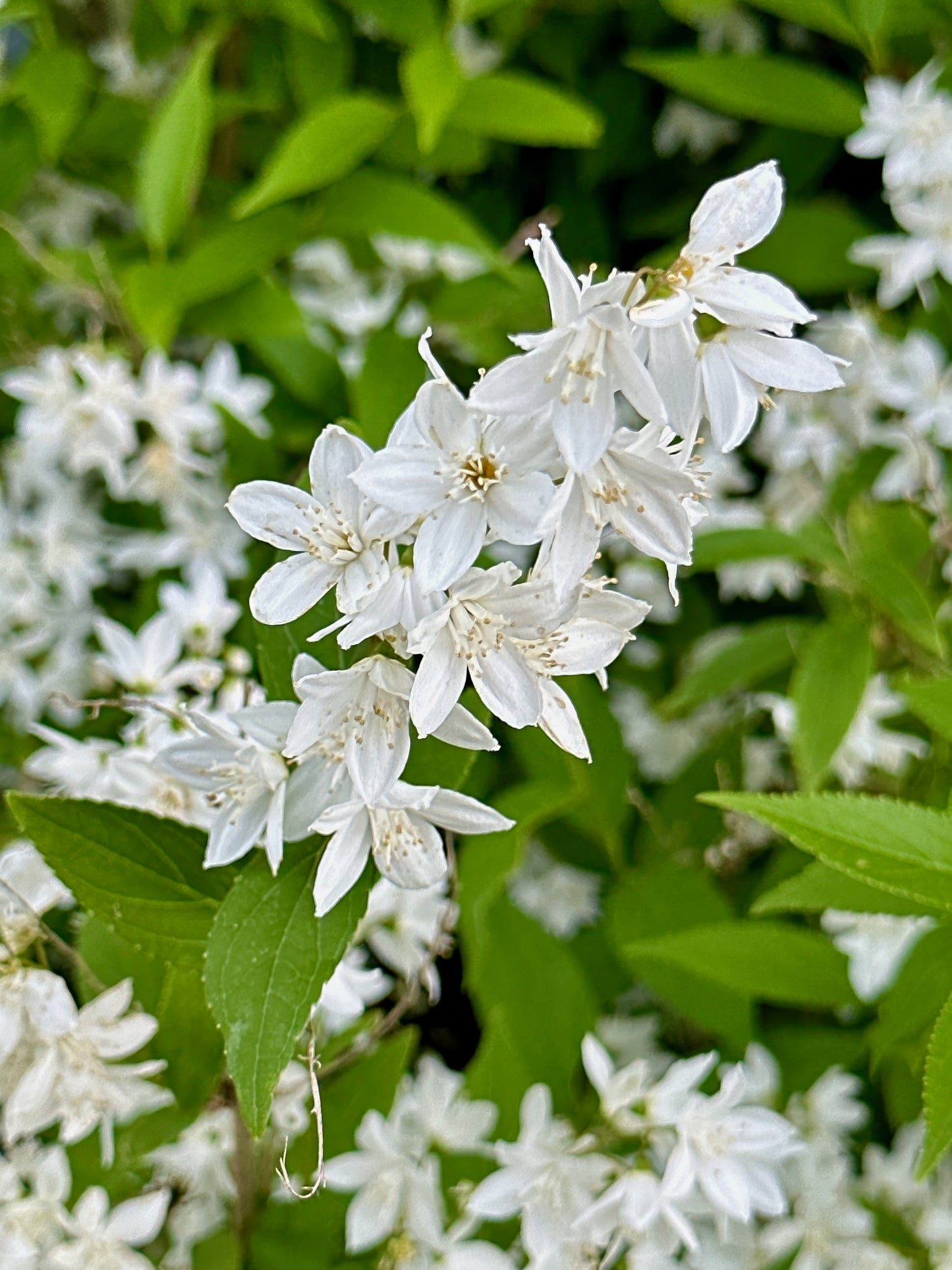 Deutzia gracilis (Slanke Bruidsbloem)