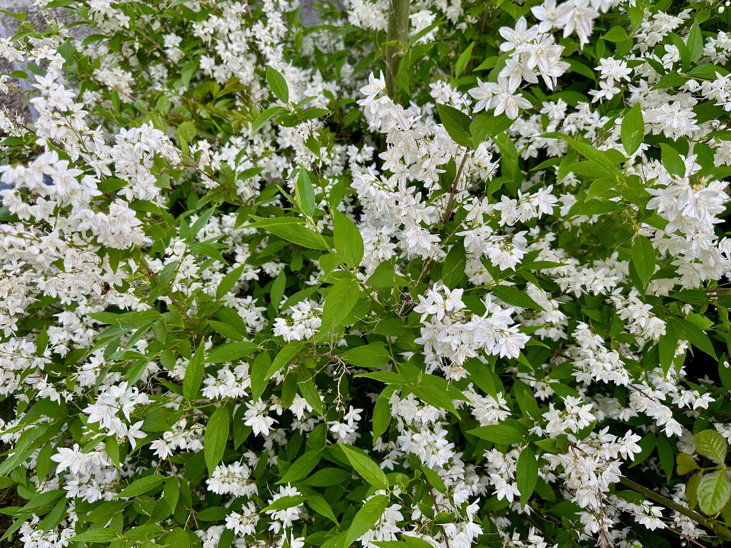 Deutzia gracilis (Slanke Bruidsbloem)