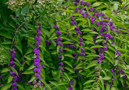 Callicarpa bodinieri 'Profusion' (Schoonvrucht)