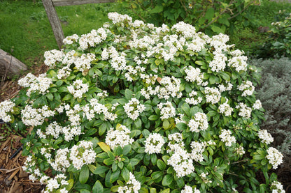 Choisya ternata (Mexicaanse Oranjebloesem)