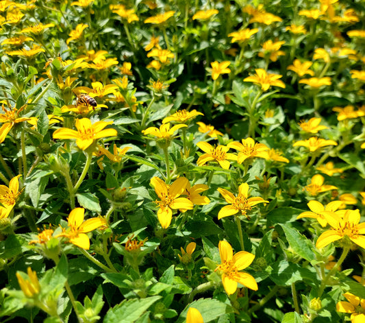 Chrysogonum virginianum (Goudster)