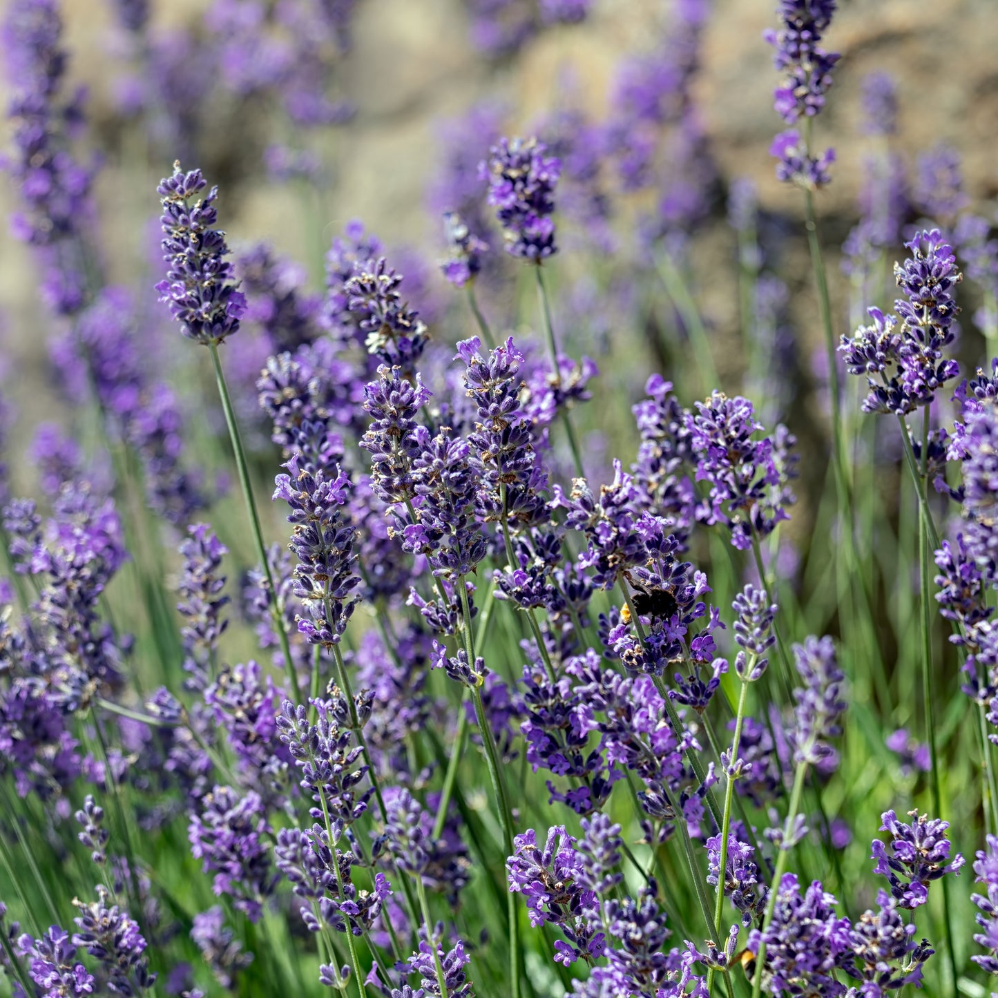 Lavandula angustifolia 'Munstead' (Echte lavendel)