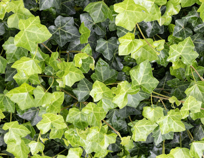 Hedera hibernica (Atlantische Klimop)
