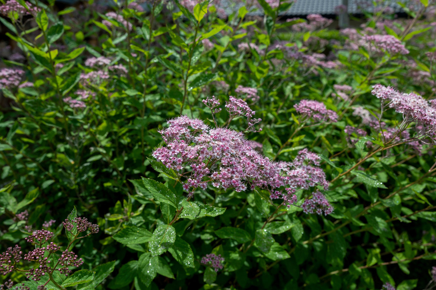 Spiraea japonica 'Little Princess' (Japanse Spierstruik)