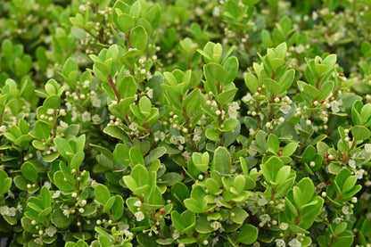 Ilex crenata (Japanse Hulst)