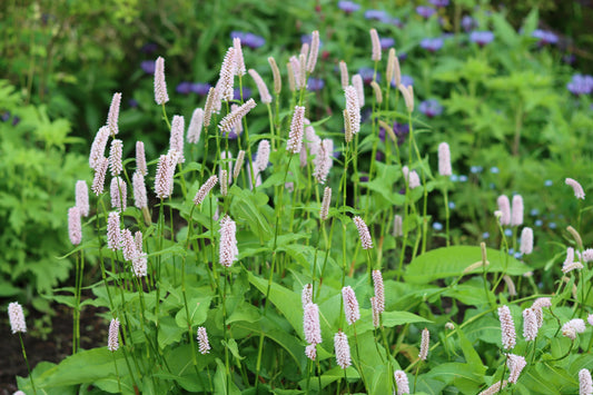 Persicaria bistorta (Adderwortel)