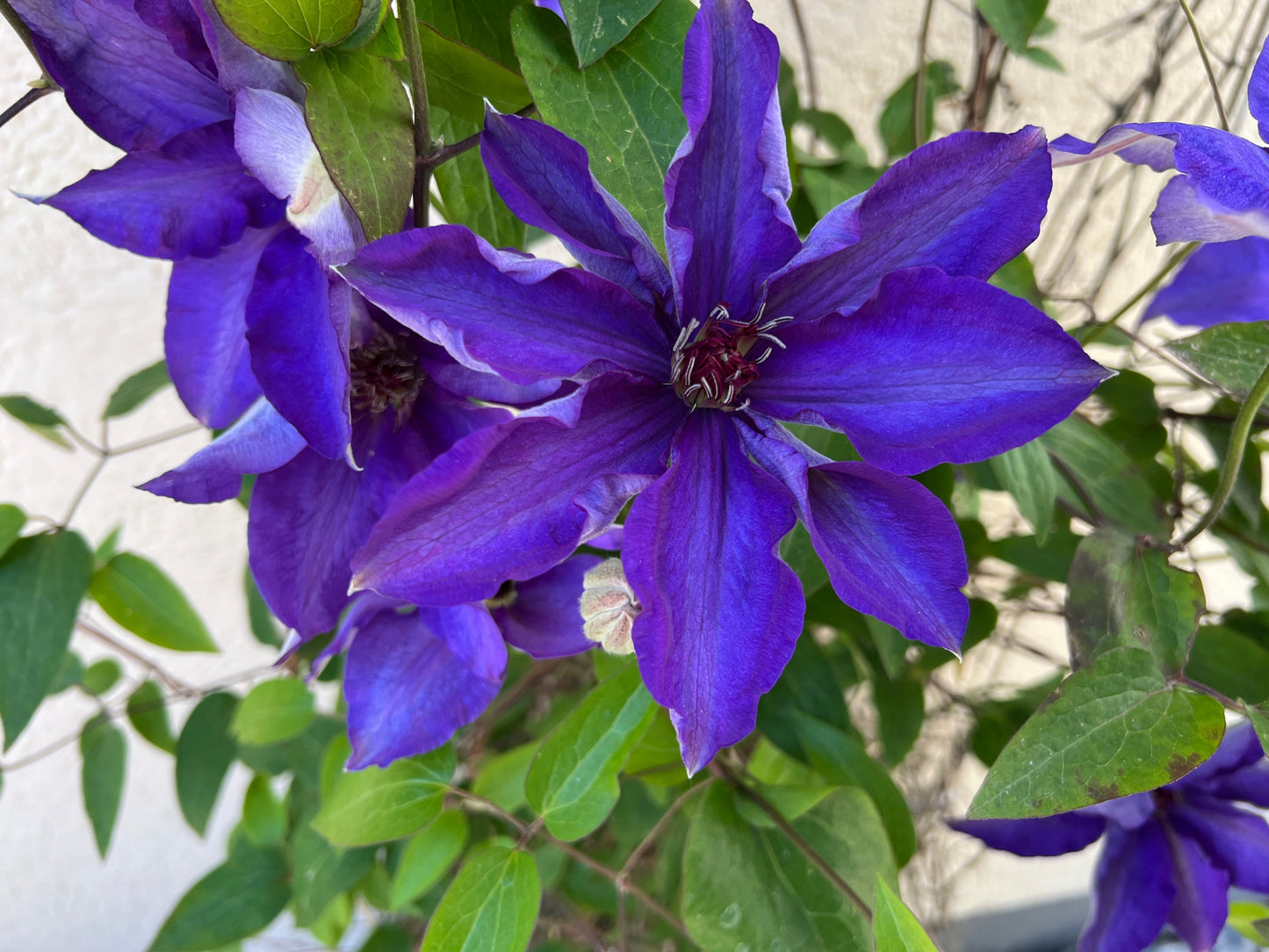 Clematis 'The President' (Bosrank)