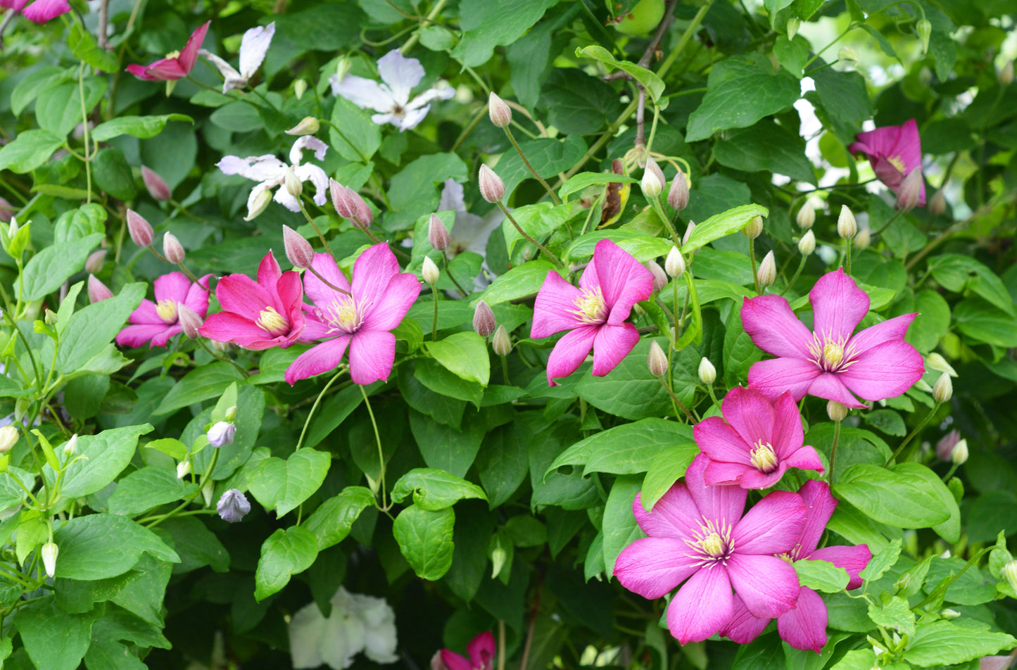 Clematis 'Ville de Lyon' (Bosrank)