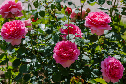 Rosa 'Princess Alexandra of Kent' (Engelse Struikroos)
