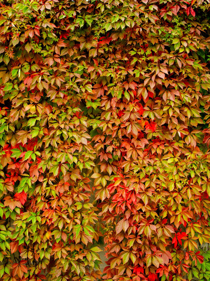 Parthenocissus quinquefolia (Vijfbladerige Wingerd)