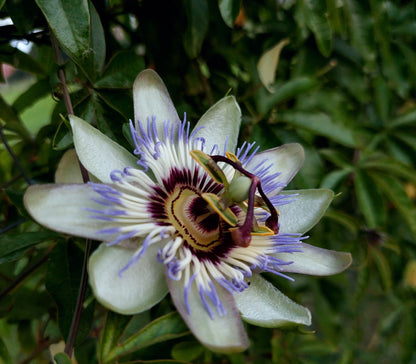 Passiflora caerulea (Blauwe Passiebloem)