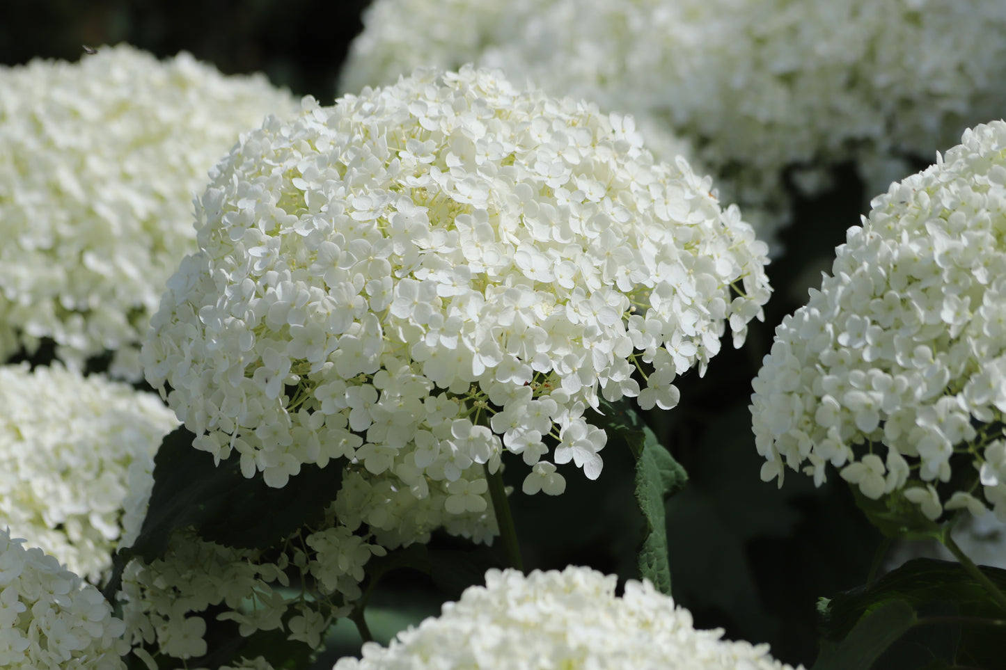 Hydrangea arborescens 'Annabelle' (Hortensia)