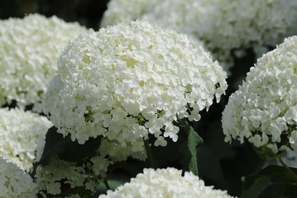 Hydrangea arborescens 'Annabelle' (Hortensia)
