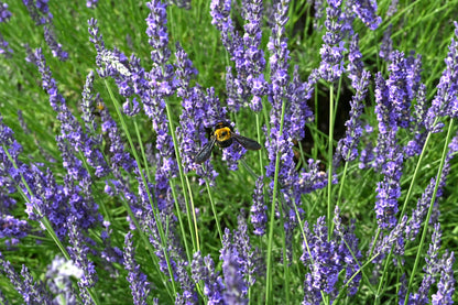Lavandula intermedia 'Grosso' (Lavandin)