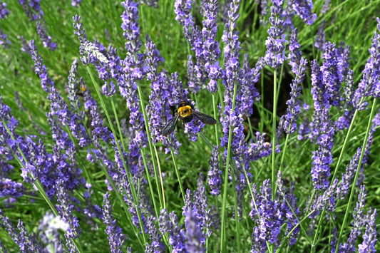 Lavandula intermedia 'Grosso' (Lavandin)