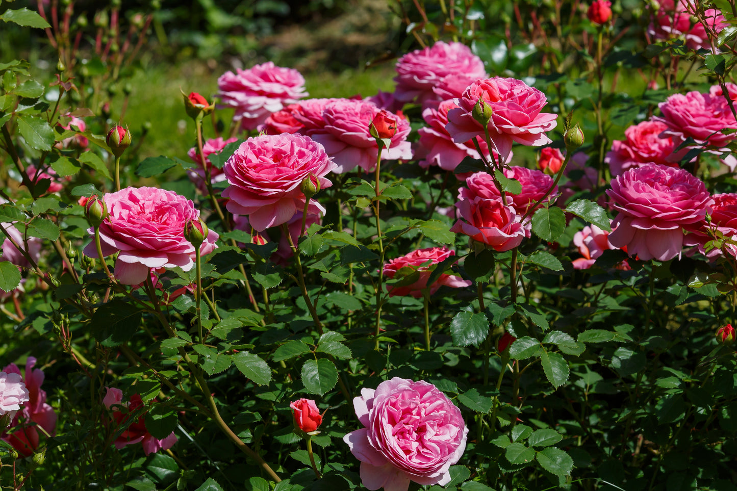 Rosa 'Princess Alexandra of Kent' (Engelse Struikroos)