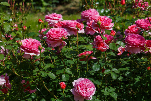 Rosa 'Princess Alexandra of Kent' (Engelse Struikroos)