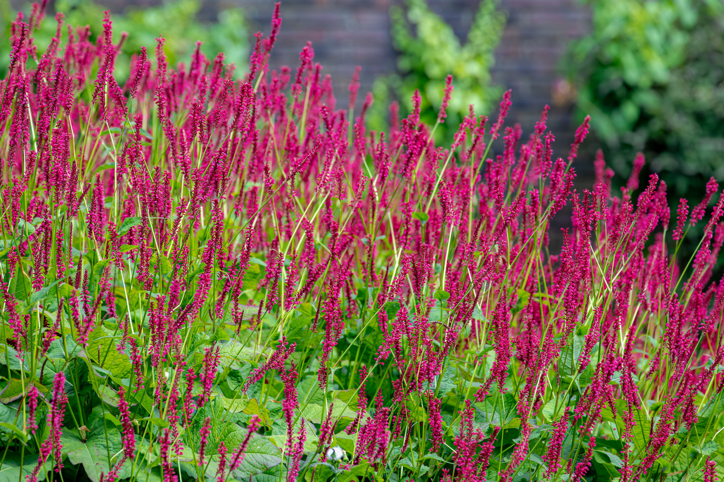 Persicaria amplexicaulis 'Lisan' (Duizendknoop)