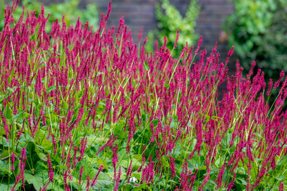 Persicaria amplexicaulis 'Lisan' (Duizendknoop)