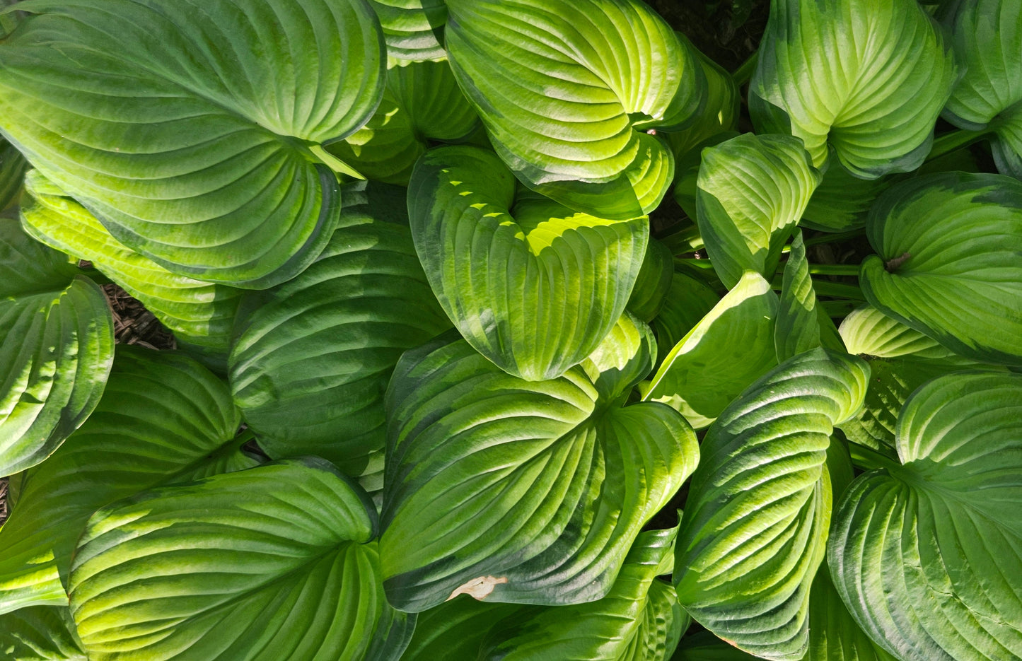 Hosta 'August Moon' (Hartlelie)