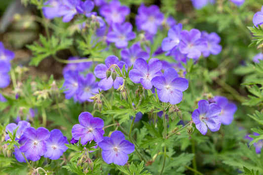Geranium 'Johnson's Blue' (Ooievaarsbek)