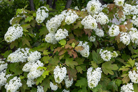 Hydrangea quercifolia (Eikenbladhortensia)