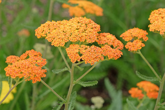 Achillea 'Terracotta' (Duizendblad)