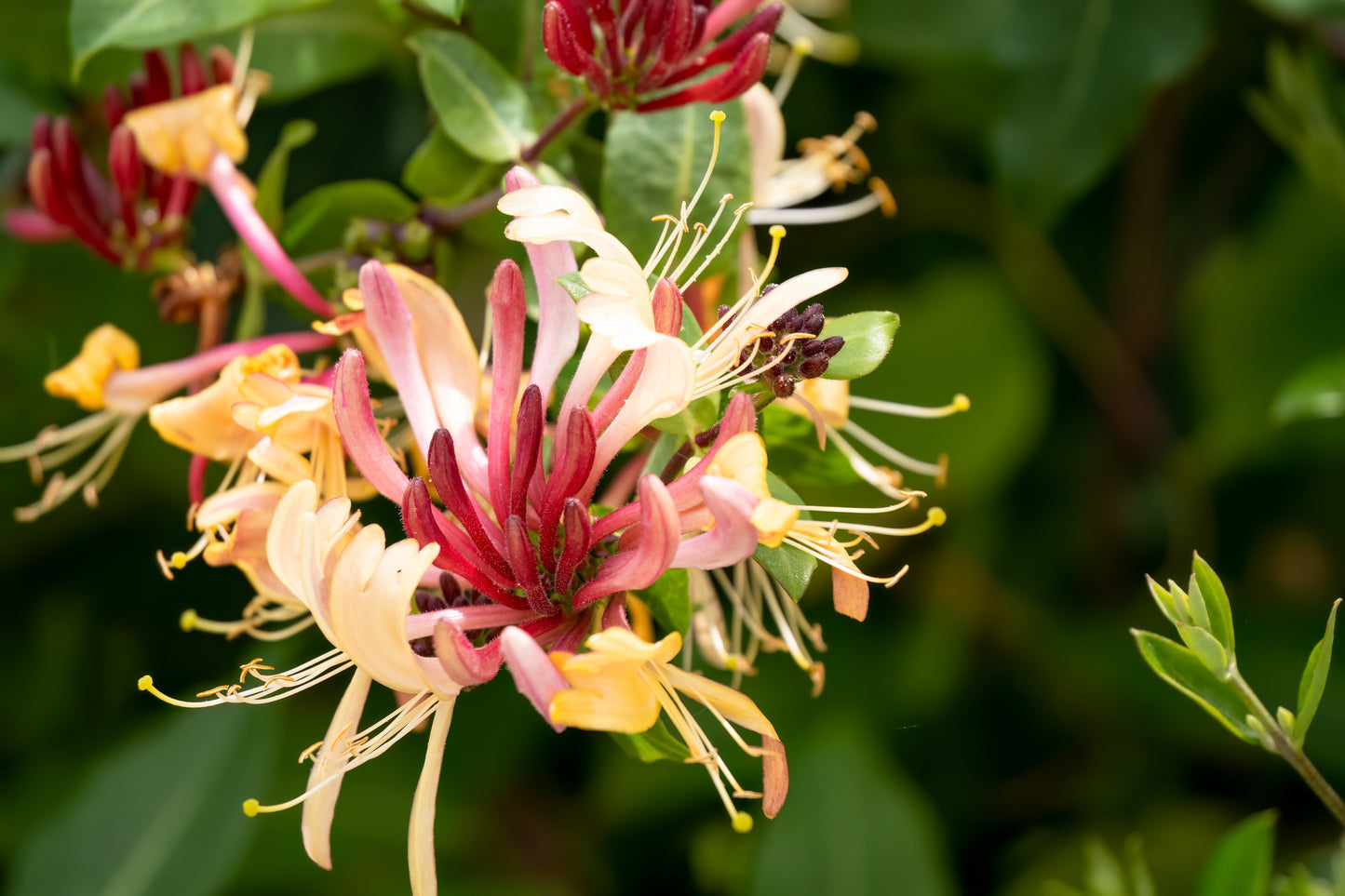 Lonicera × heckrottii 'Gold Flame' / 'American Beauty' (Dungras Kamperfoelie)