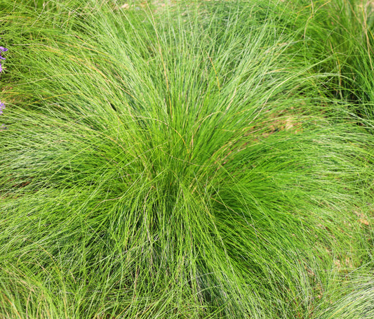 Sporobolus heterolepis (Prairiedruppelgras)
