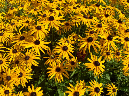 Rudbeckia fulgida 'Goldsturm' (Zonnehoed)