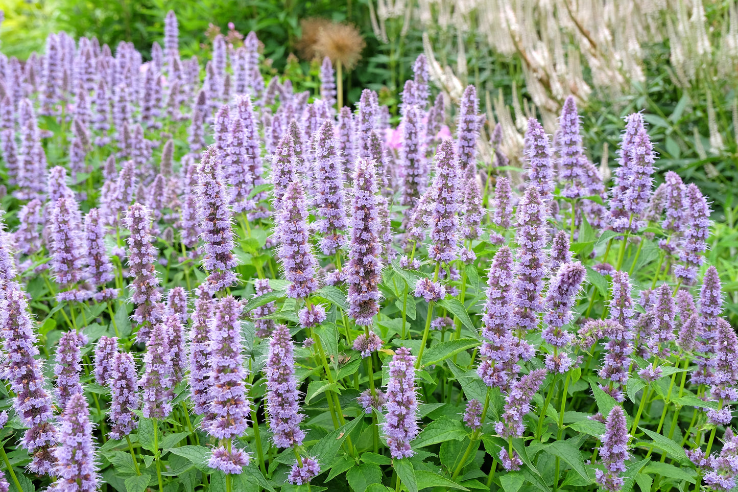 Agastache 'Blue Fortune' (Dropplant)