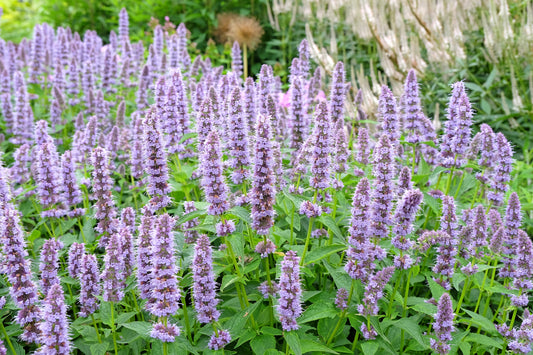Agastache 'Blue Fortune' (Dropplant)