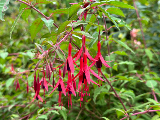 Fuchsia magellanica (Bellenplant / Geaarde Fuchsia)