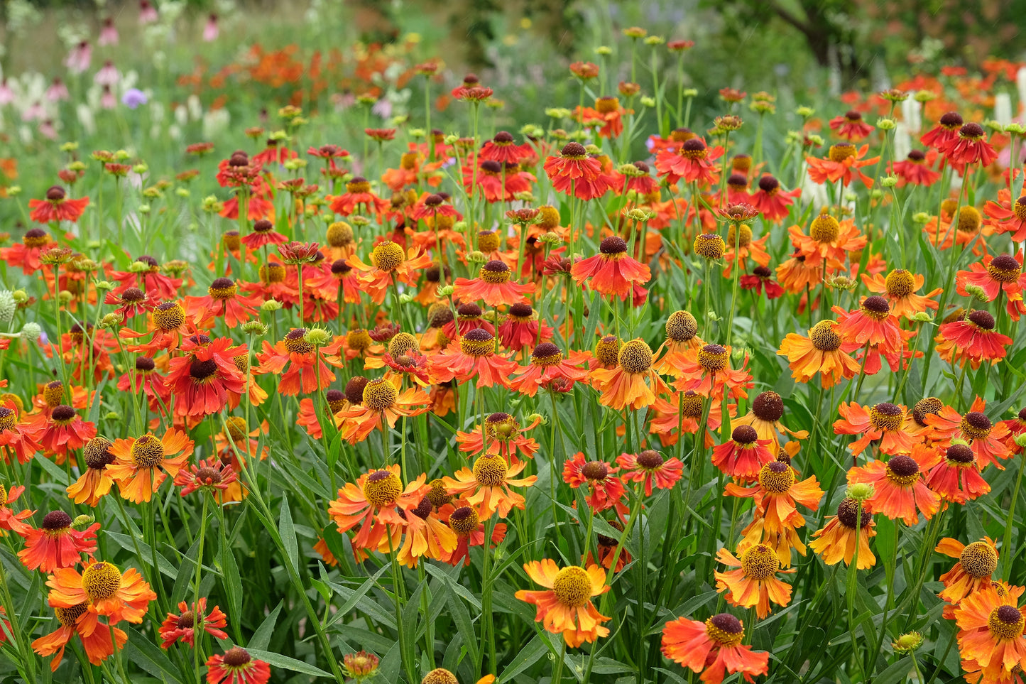 Helenium 'Moerheim Beauty' (Zonnekruid)