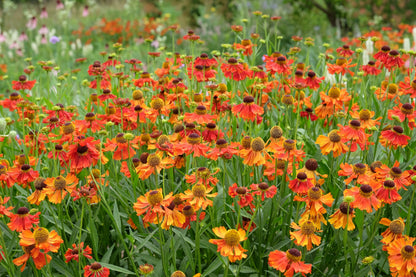 Helenium 'Moerheim Beauty' (Zonnekruid)