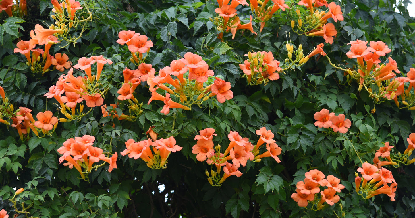 Campsis radicans (Trompetbloem)
