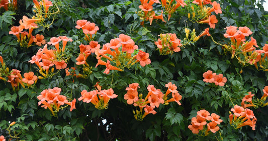 Campsis radicans (Trompetbloem)