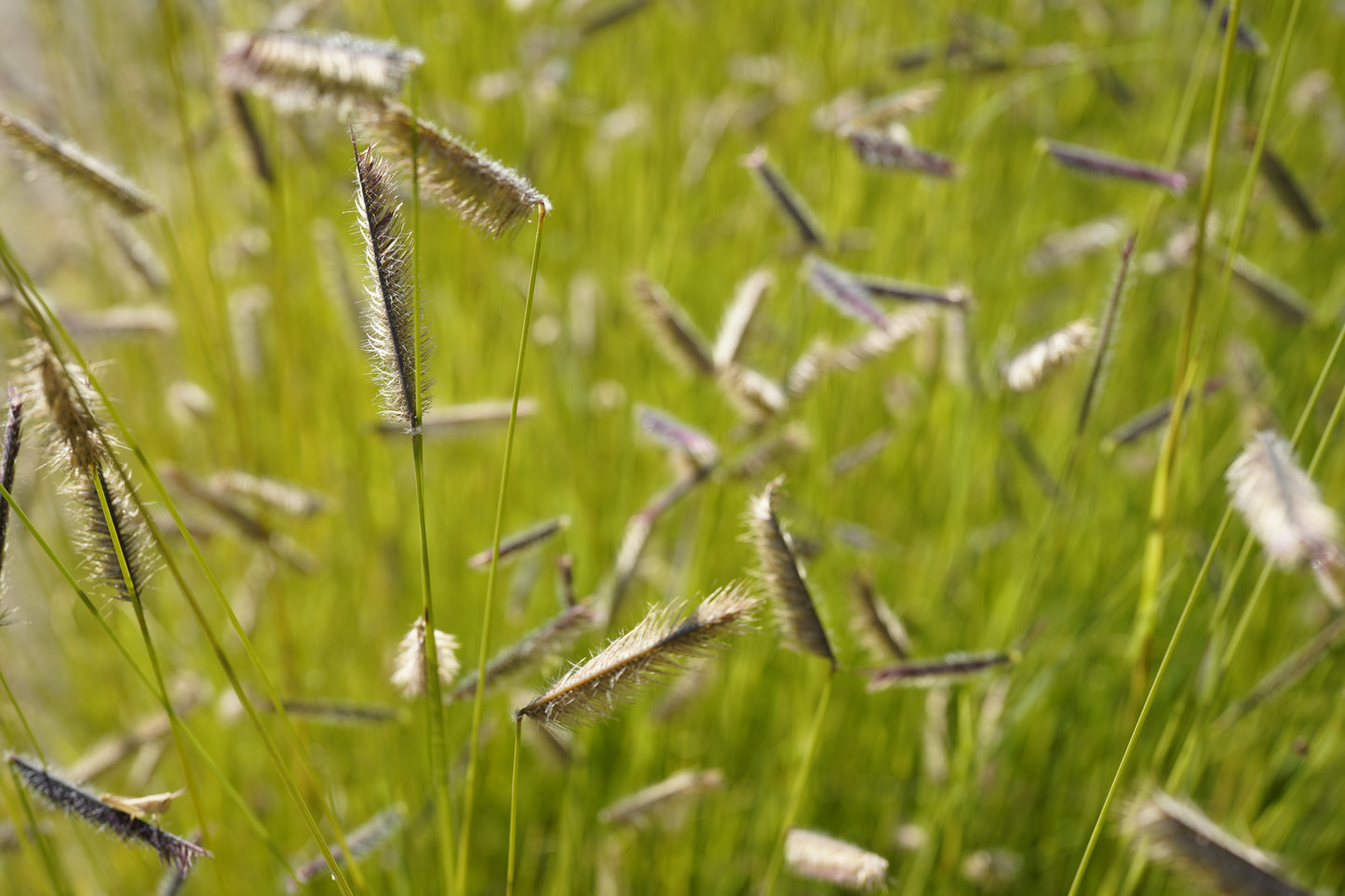 Bouteloua gracilis (Muskietengras)