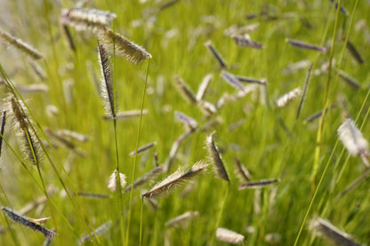 Bouteloua gracilis (Muskietengras)