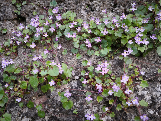 Cymbalaria muralis (Muurleeuwenbek)