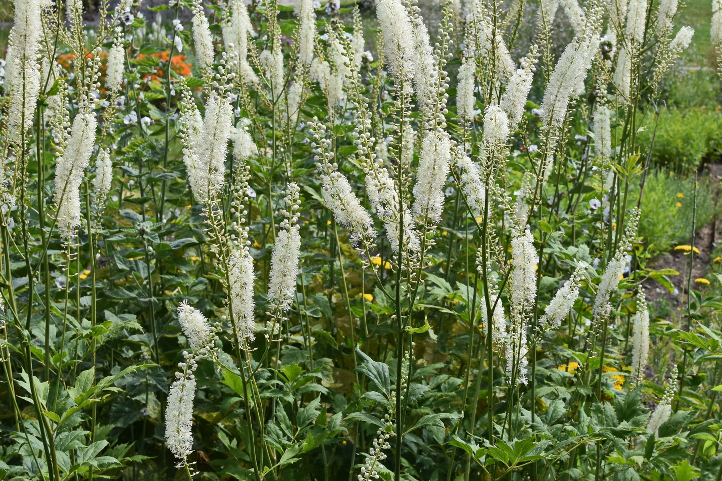 Actaea simplex 'White Pearl' (Zilverkaars)