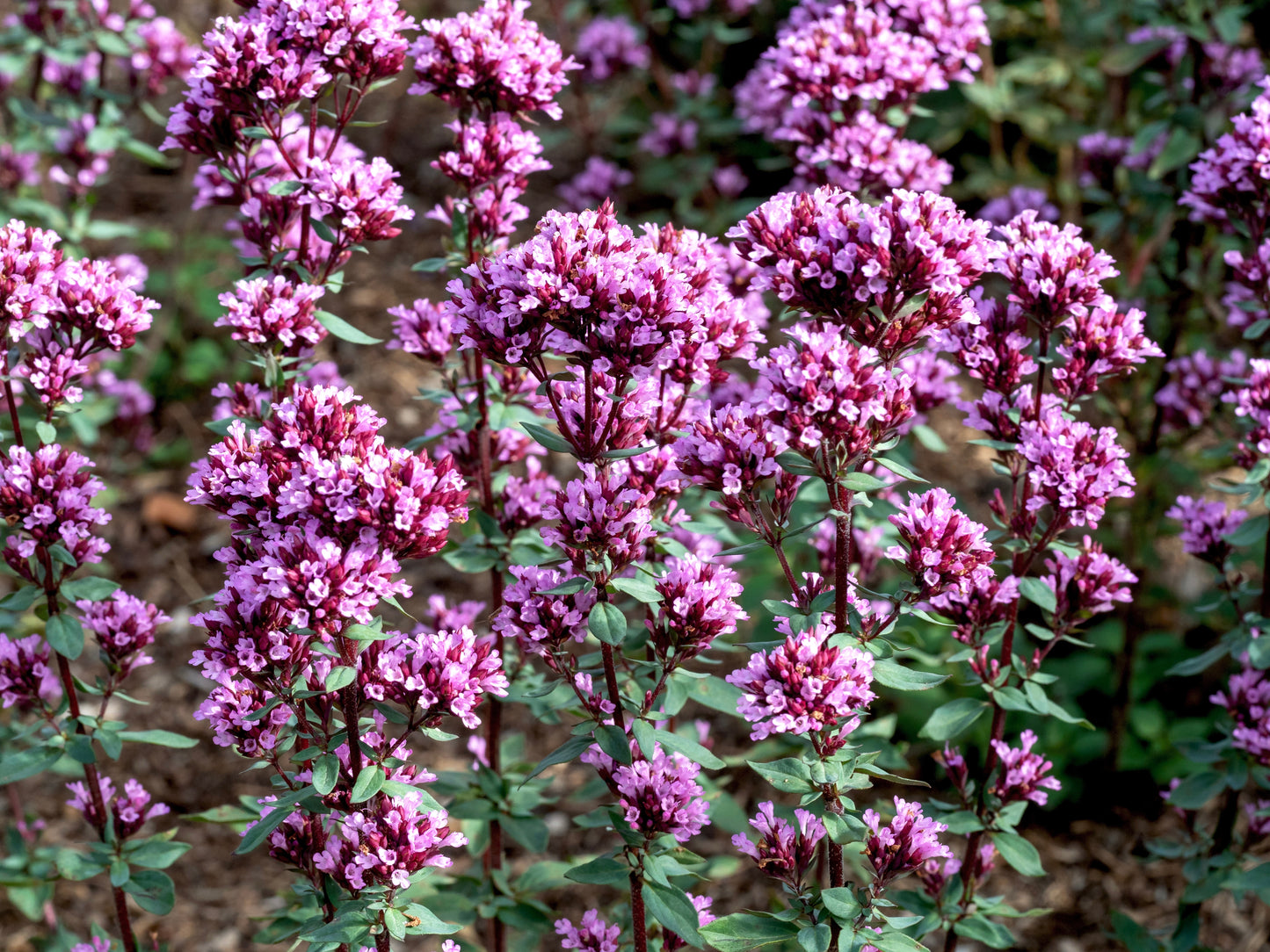 Origanum laevigatum 'Herrenhausen' (Siermarjolein)