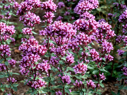 Origanum laevigatum 'Herrenhausen' (Siermarjolein)