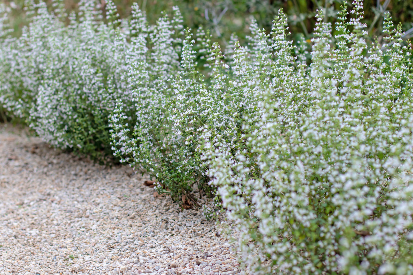 Calamintha nepeta (Bergsteentijm)