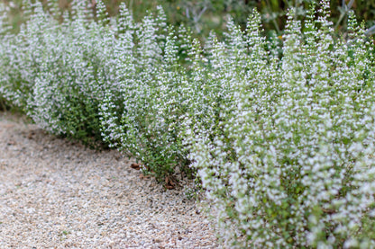 Calamintha nepeta (Bergsteentijm)