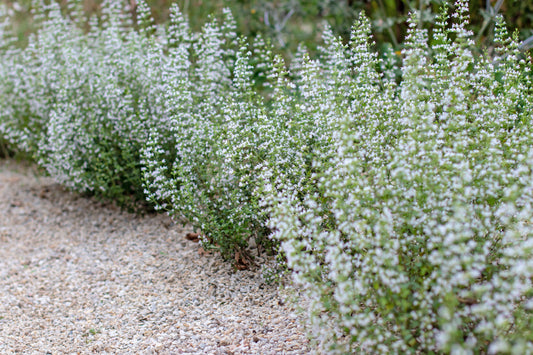 Calamintha nepeta (Bergsteentijm)